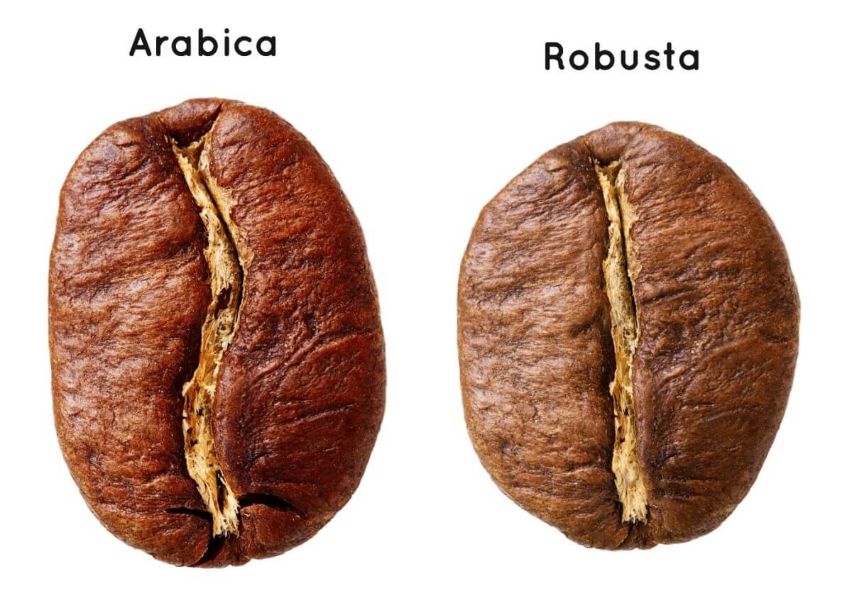 So sánh Arabica và Robusta