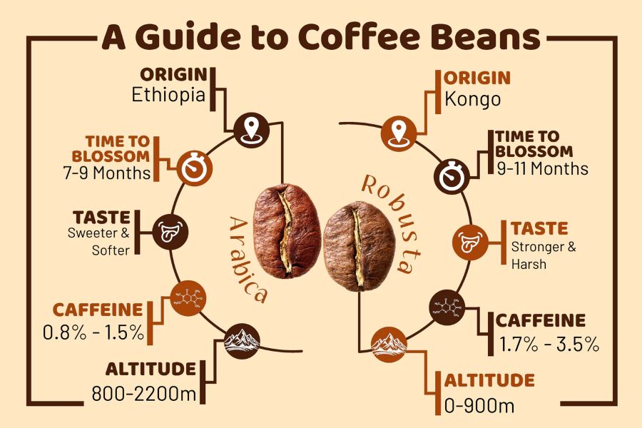 cà phê Arabica và Robusta